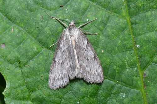Pachycnemia hippocastanaria